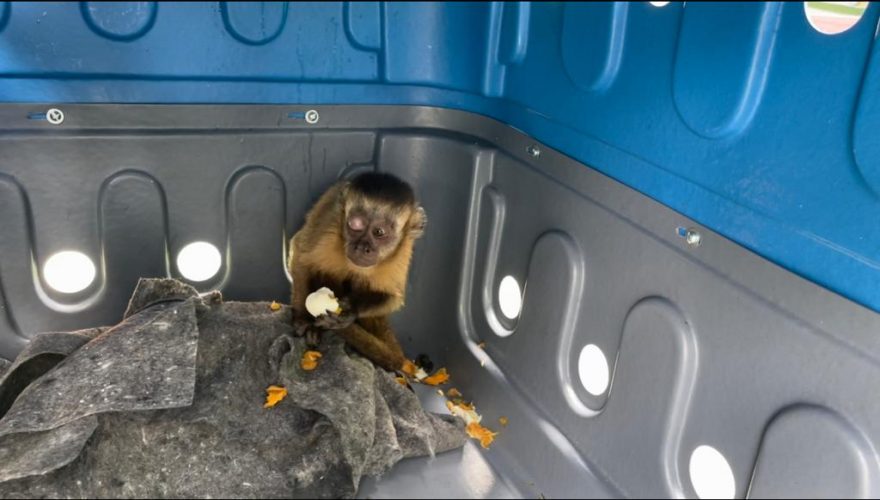 Macaco-prego é resgatado em Ferraz de Vasconcelos