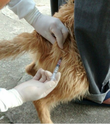 Vacinação Antirrábica começa em Ferraz