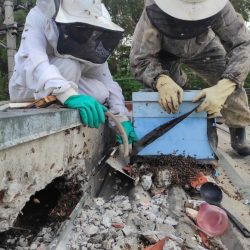 Defesa Civil de Ferraz de Vasconcelos faz resgate de abelhas em empresa