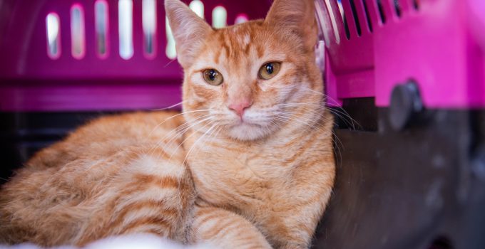 WhatsApp Image 2025-12-19 at 14.12.46