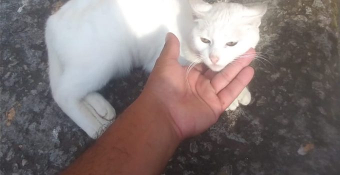 felino1